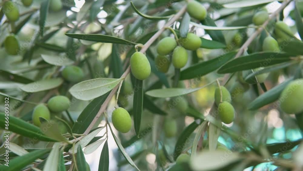 olive ,olive trees, Olive forest, olive tree leaf,olive, olive trees, Olive forest, olive ,olive trees, Olive forest, olive tree leaf,olive, olive trees, Olive forest,