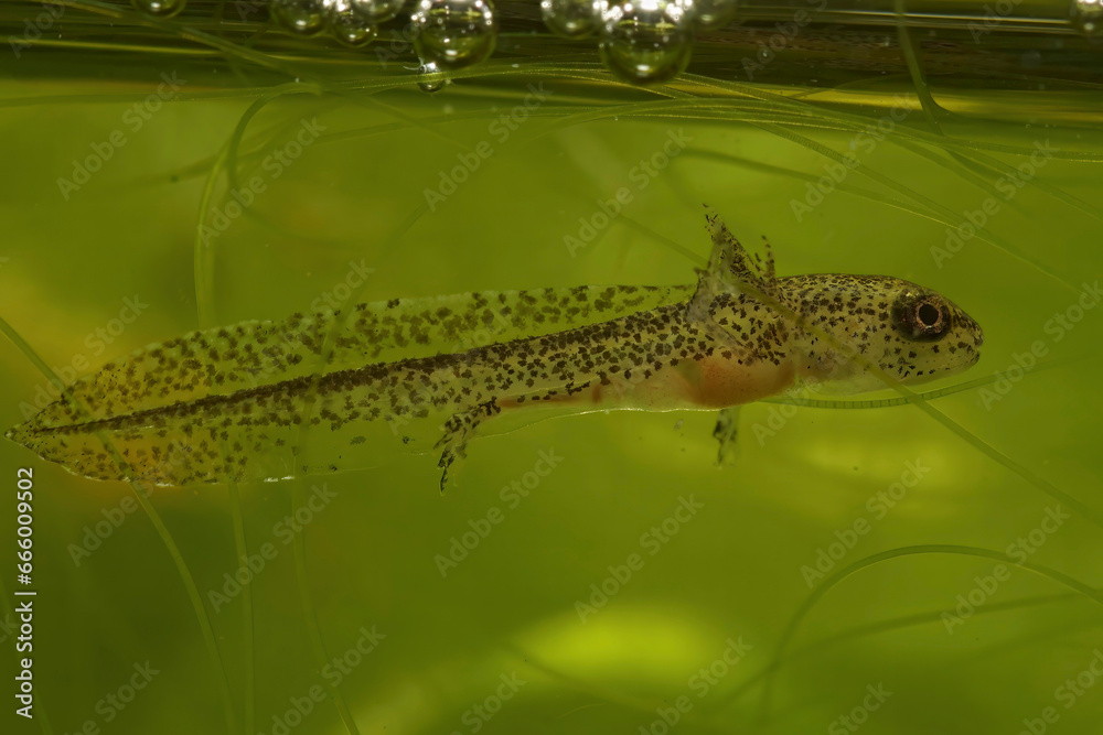Closeup on an aquatic larvae of the European Carpathian newt, Lissotriton montandoni Closeup on an aquatic larvae of the European Carpathian newt, Lissotriton montandoni