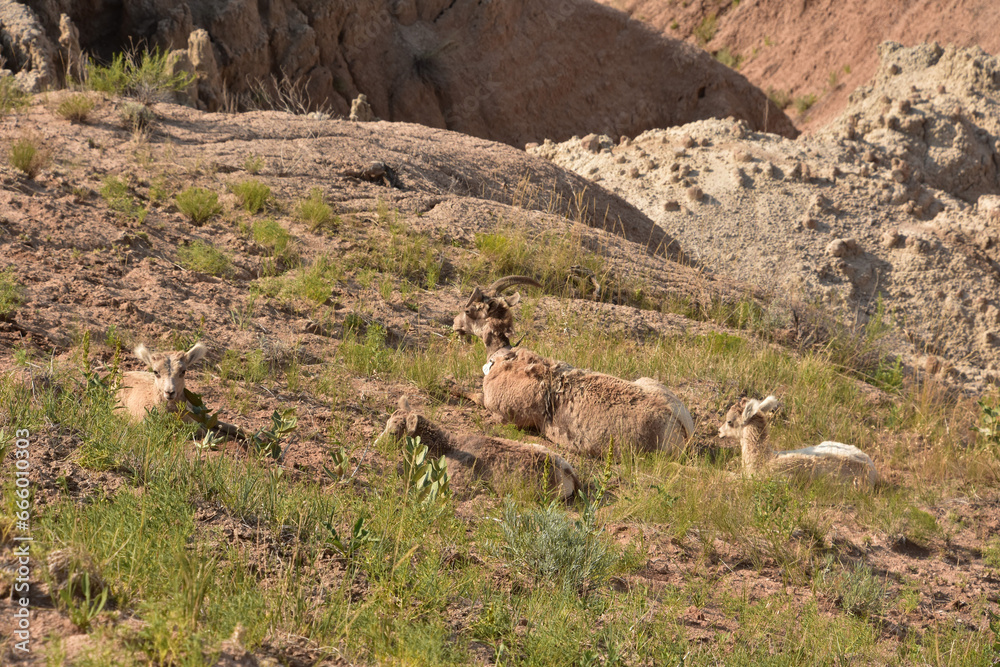Trio of Baby Bighorn Sheep Resting in Grasses