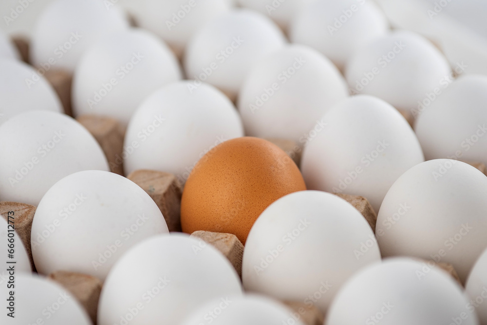 Egg box, stock photo, empty egg carton, close up of eggs. A brown egg among white egg Egg box, stock photo, empty egg carton, close up of eggs. A brown egg among white egg