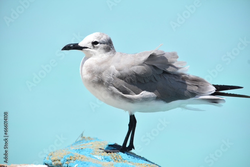 Side Profile of a Laughing Gull Posing