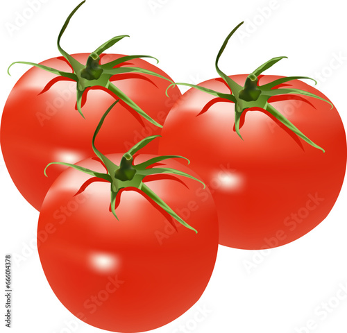 tomato on white background