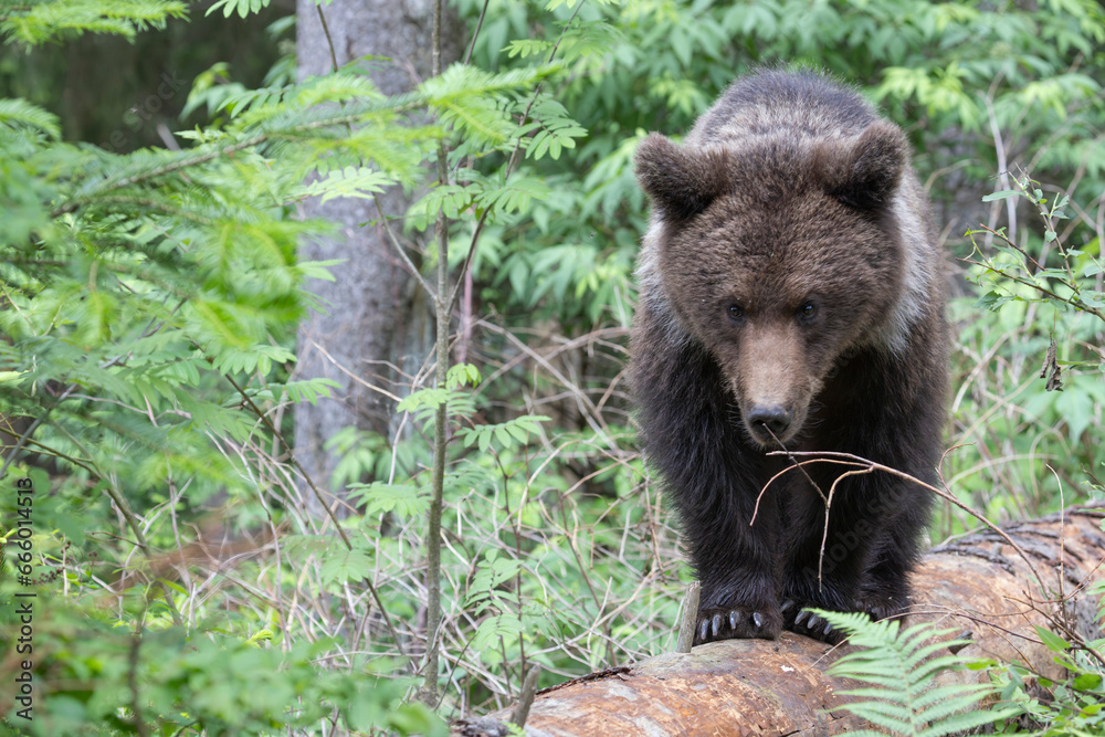 Brown bear walking on fallen tree in spruce forest. Brown bear walking on fallen tree in spruce forest.