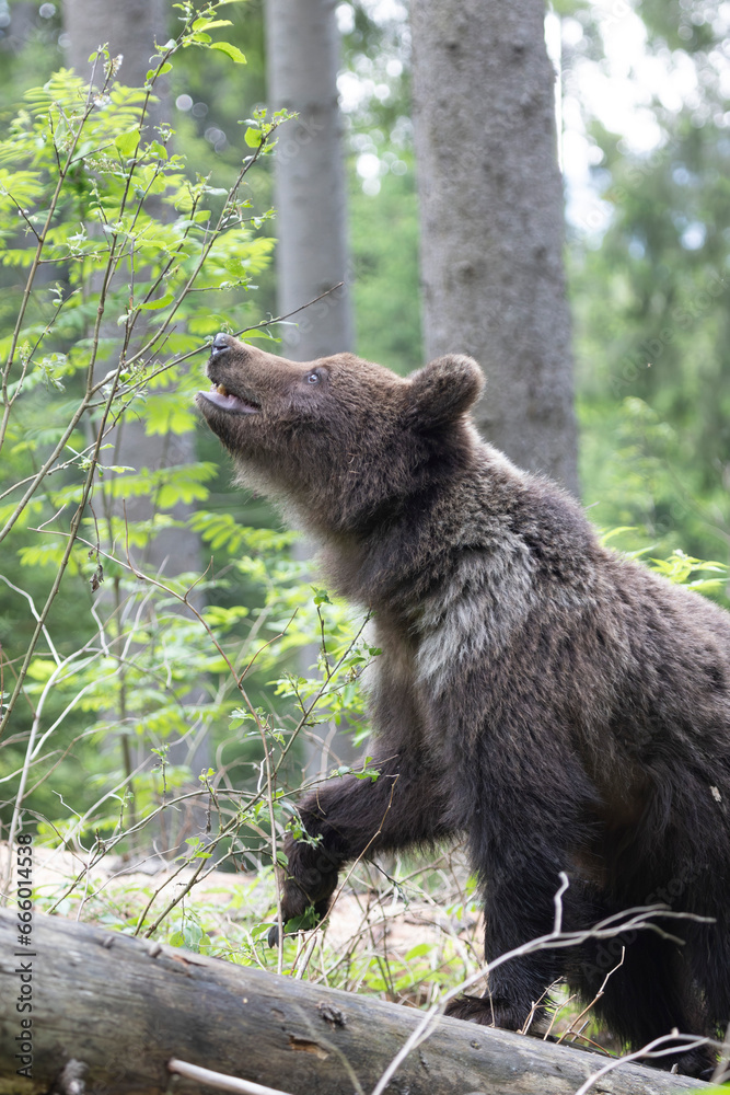Brown bear walking on fallen tree in spruce forest. Brown bear walking on fallen tree in spruce forest.