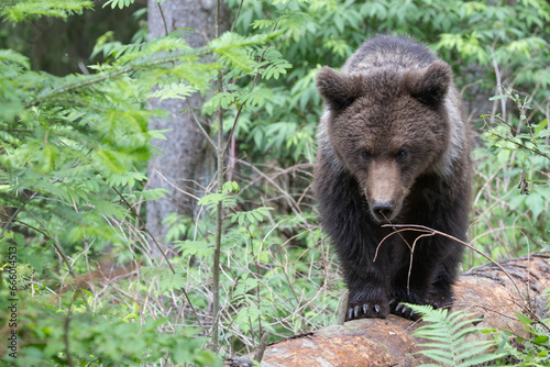 Brown bear walking on fallen tree in spruce forest.