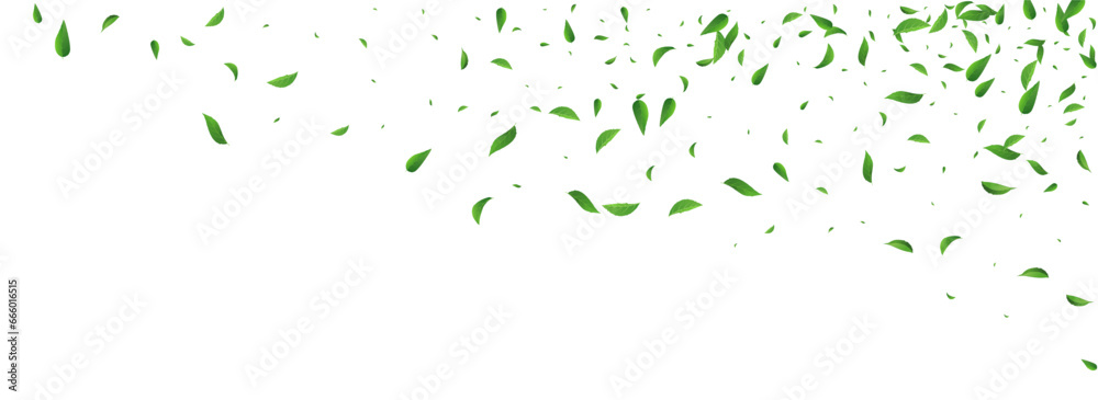 Lime Foliage Nature Vector Panoramic White Lime Foliage Nature Vector Panoramic White