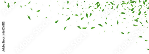 Lime Foliage Nature Vector Panoramic White
