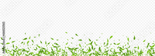 Swamp Greens Tea Vector Panoramic Transparent
