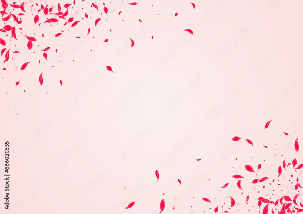 Scarlet Rose Vector Pink Background. Japanese
