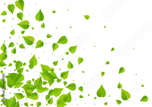 Olive Leaf Motion Vector White Background
