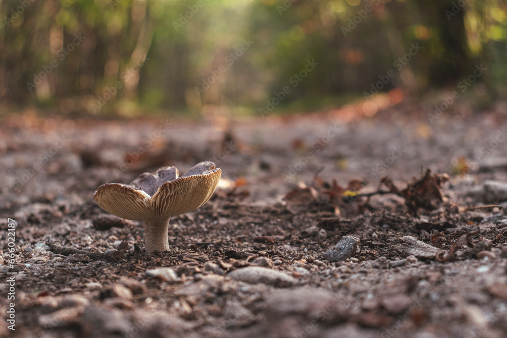 Low angle view of a mushroom on a gravel road leading to an unknown point in the forest. Diminishing perspective. Selective focus. Low angle view of a mushroom on a gravel road leading to an unknown point in the forest. Diminishing perspective. Selective focus.