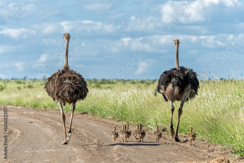 Canvas Print Ostrich (Struthio camelus) male and female with their chiks running on a gravel