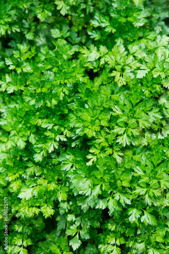 Fresh green parsley growing in the vegetable garden. Organic cultivation, full frame background of green parsley leaves in close-up. 