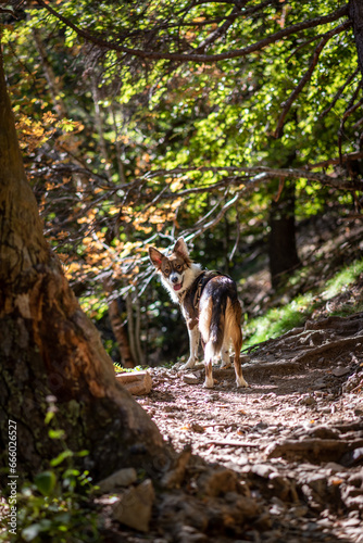 dog in the forest