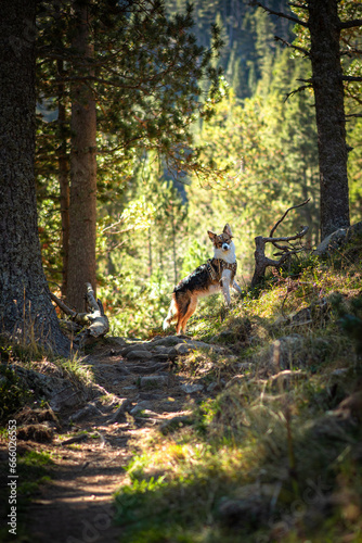 border collie