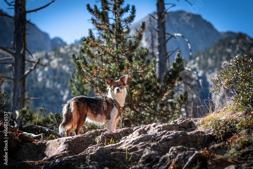 dog in the mountains