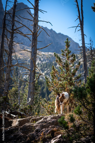 dog in the mountains