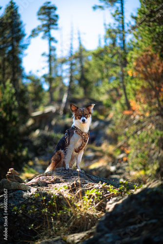 dog in the woods