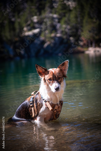 dog in the water