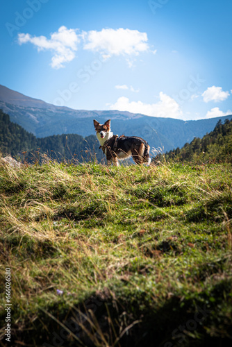 border collie