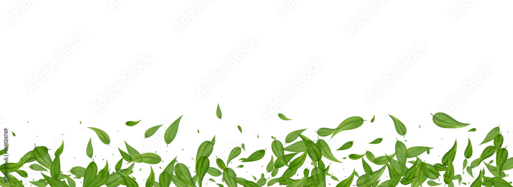 Swamp Greens Fresh Vector Panoramic White Swamp Greens Fresh Vector Panoramic White