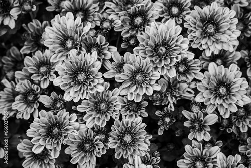 a desktop wallpaper background close-up bird's-eye view if a blooming garden mum plant with peach flowers black and white 