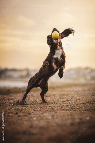 Dog playing at the beach 