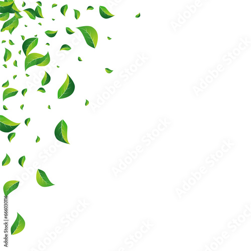 Lime Leaves Ecology Vector White Background.