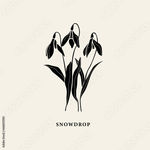 Flat vector snowdrop flower illustration	
