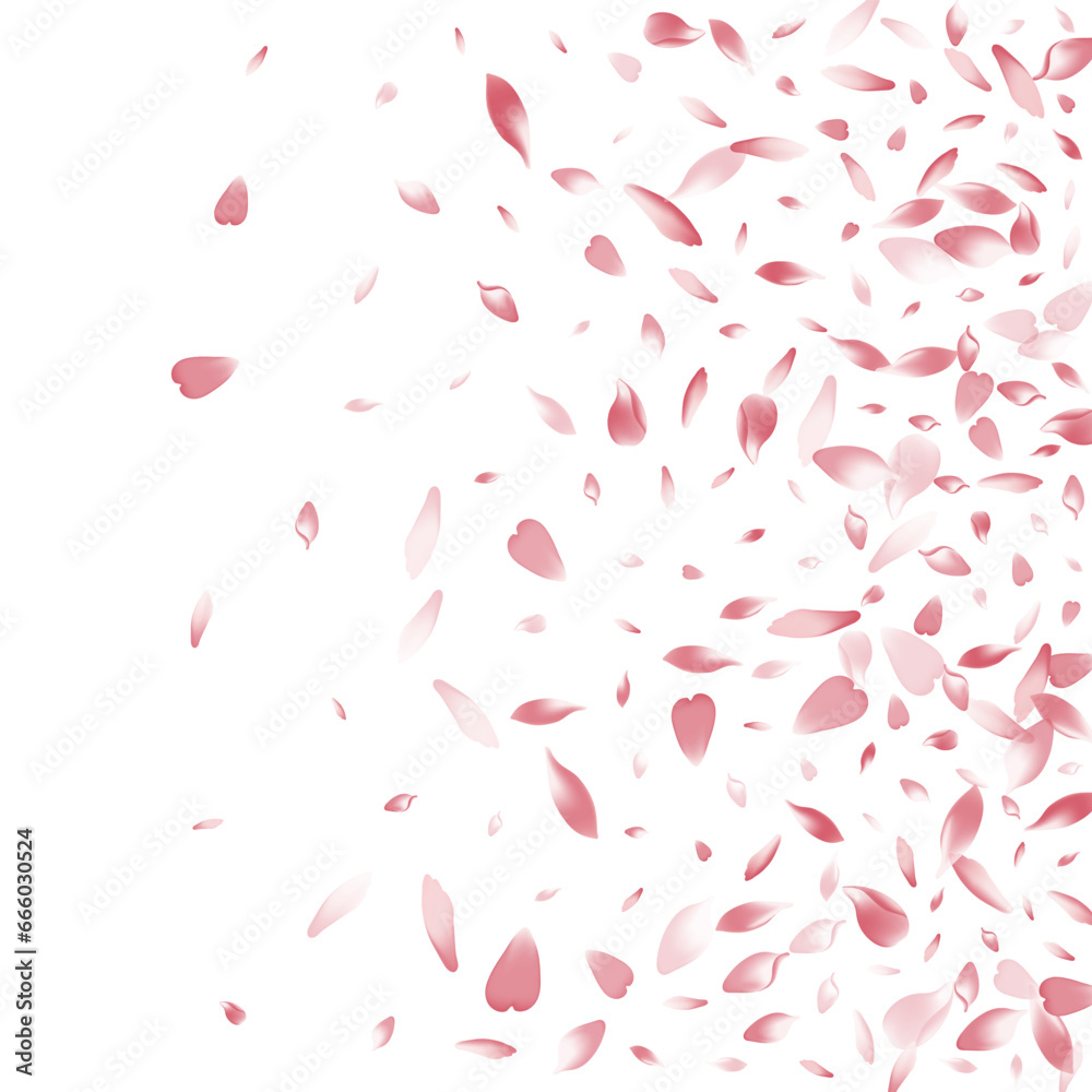 White Flower Petal Vector White Background. Pink White Flower Petal Vector White Background. Pink