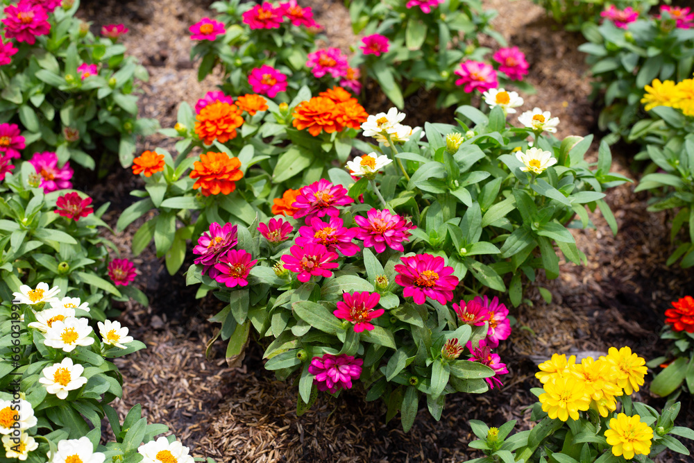 Zinnia flower in the garden