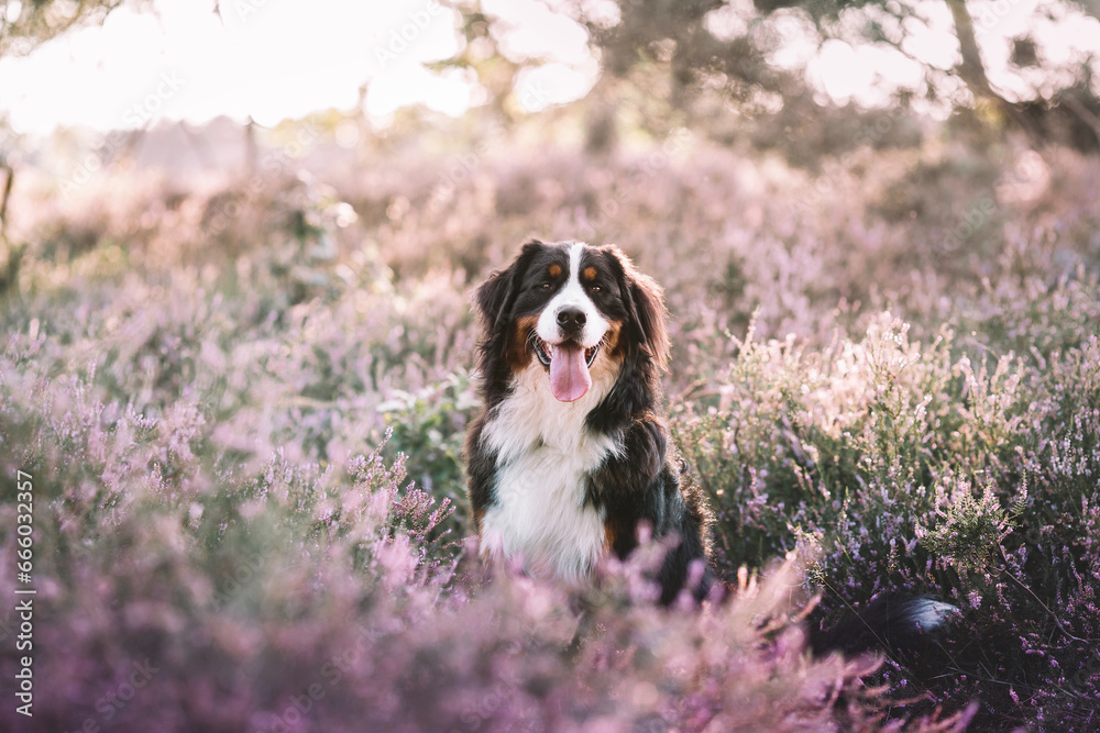 Berner Sennenhund in der Heide