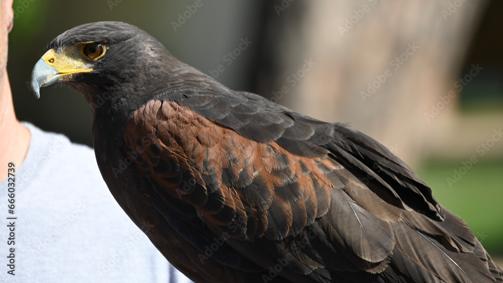 Obraz premium red tailed hawk