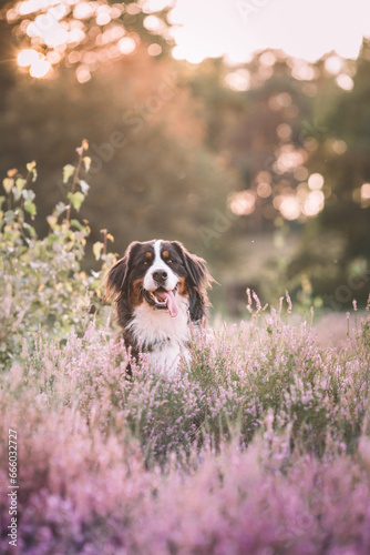 Berner Sennenhund in der Heide