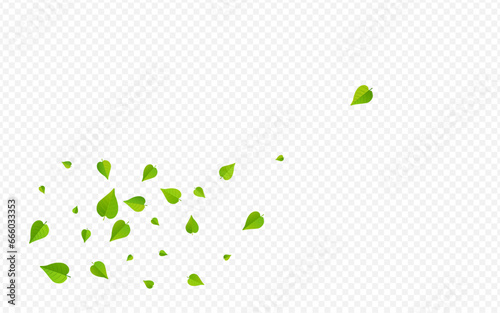 Mint Leaf Fresh Vector Transparent Background