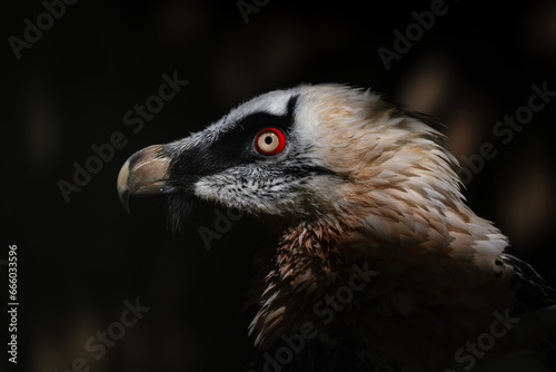 Bearded Vulture - Gypaetus barbatus, portrait of very large bird of prey from Euroepan mountains, Spain.