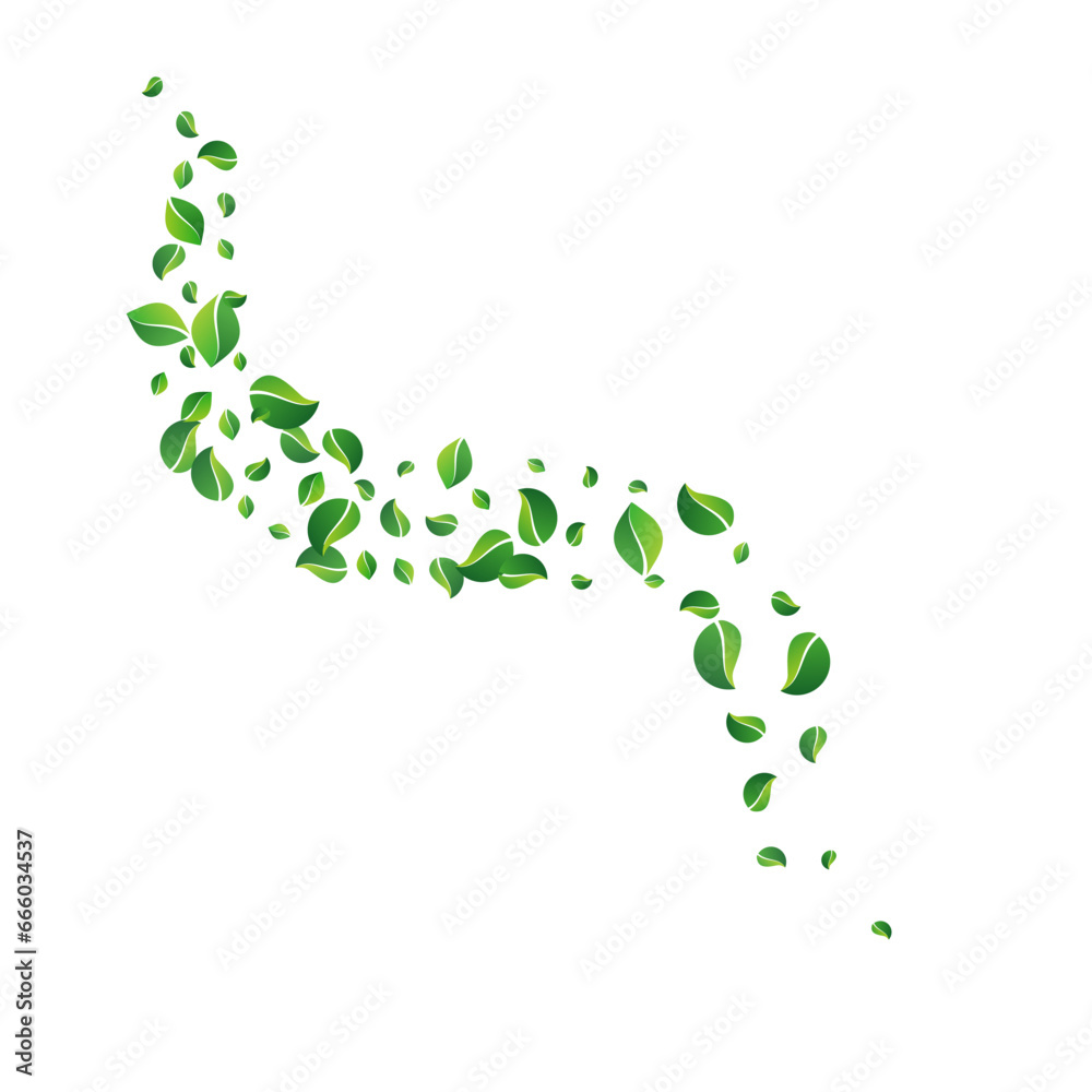 Lime Leaves Swirl Vector White Background. Nature Lime Leaves Swirl Vector White Background. Nature