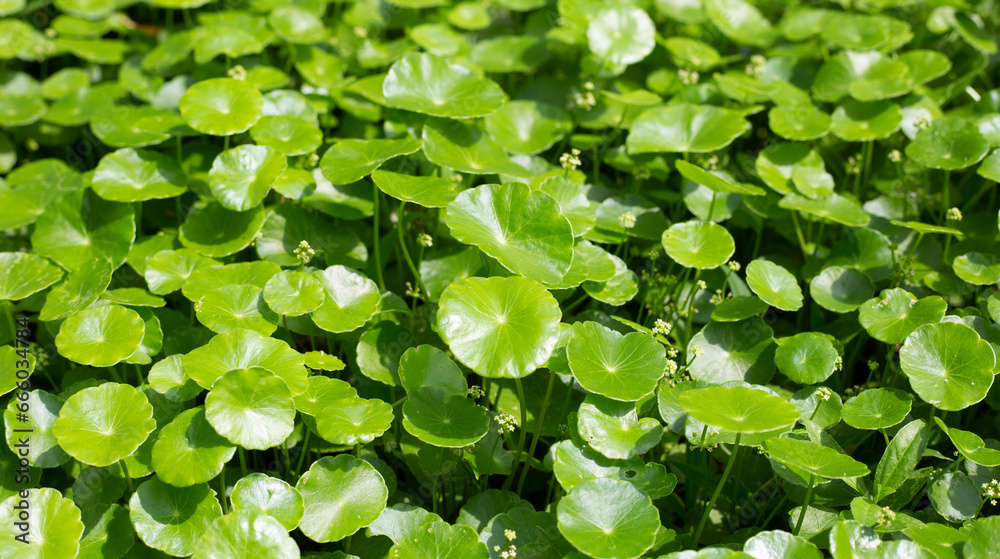 Gotu kola or centella asiatica. Green leaves of herb plant in the garden Gotu kola or centella asiatica. Green leaves of herb plant in the garden