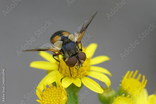 Closeup on a colorful Tachinid fly, Ectophasia crassipennis, on a yellow flower photo