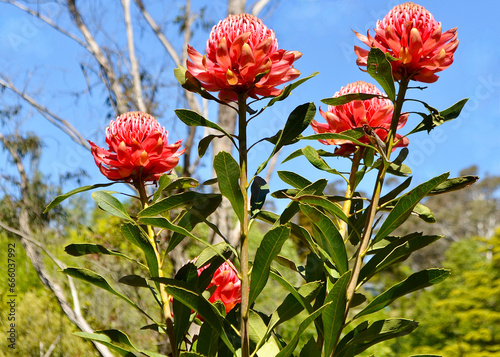 Quadro su tela Waratah flowers in an Australian bushland setting