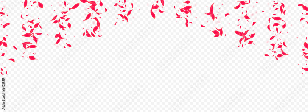 Beautiful Rose Vector Transparent Panoramic Beautiful Rose Vector Transparent Panoramic