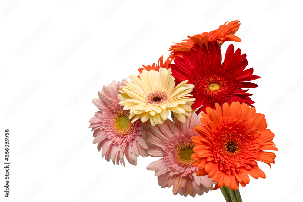 Bouquet of colorful gerbera flowers isolated on white.