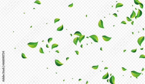 Grassy Leaves Flying Vector Transparent