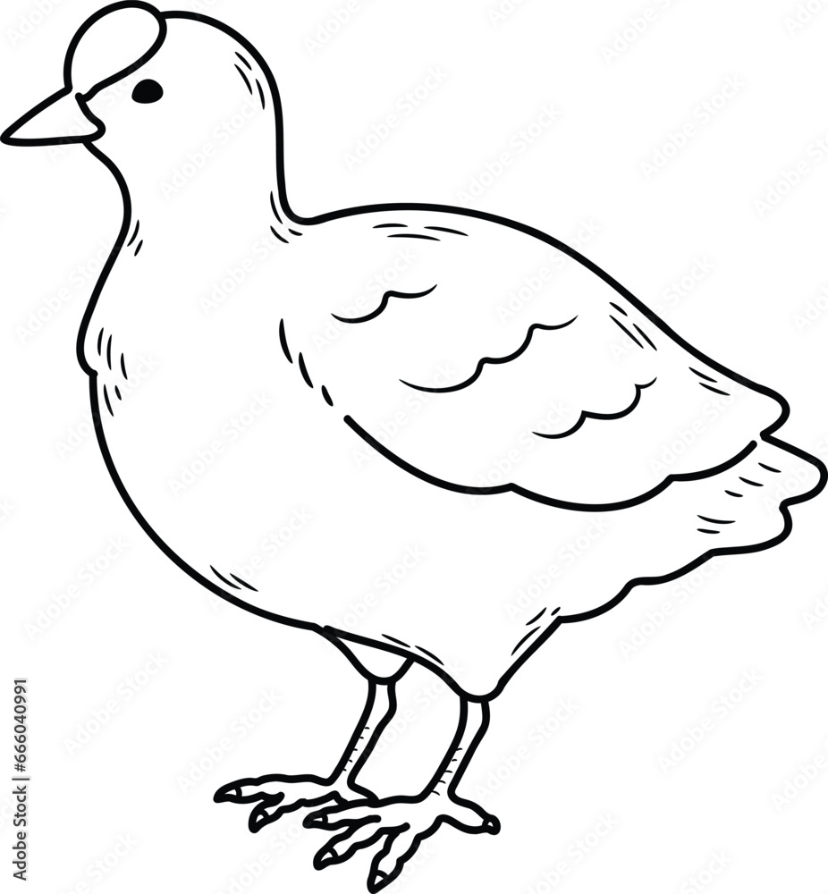 Simple and adorable Fulica atra illustration with outlines only Simple and adorable Fulica atra illustration with outlines only