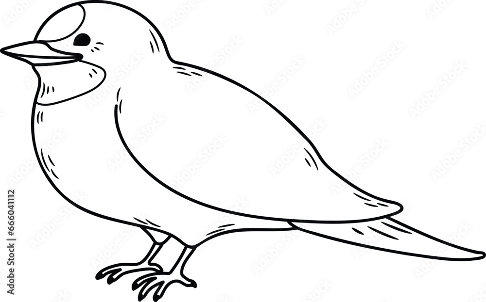 Simple and adorable Swallow illustration with only outlines Simple and adorable Swallow illustration with only outlines