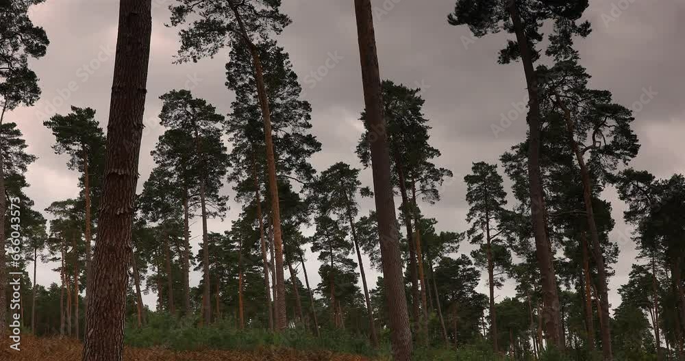 Vent violent sur la Forêt d'Ermenonville au nord de la France