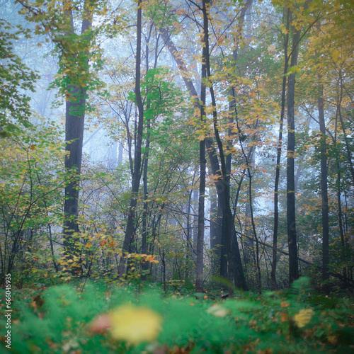 Autumn misty forest