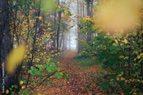 Walking in the autumn foggy forest without people, foggy morning
