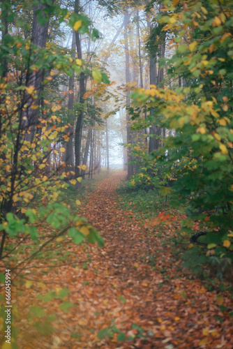 Walking in the autumn foggy forest without people, foggy morning