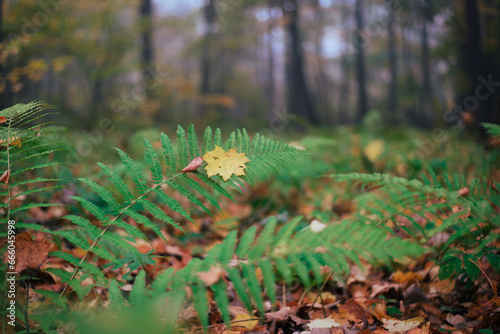 Fern leaves in the autumn forest close-up